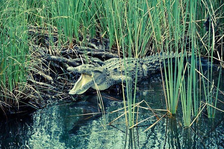 Private Appleton Rum, YS Falls and Black River Safari Day Tour from Montego Bay (5/8)