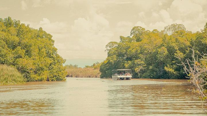 Appleton Estate Rum, Black River Safari and YS Falls from Montego Bay or Negril (2/12)