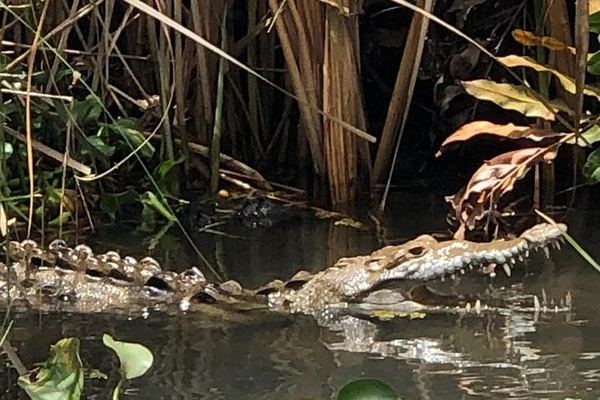 Private South Coast Tour: Pick Any 3 of YS Falls, Black River, Appleton or Pelican Bar