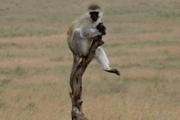Materuni Waterfall Hike, Coffee Farm and Chemka Hot Springs with Arusha or Moshi Transfers