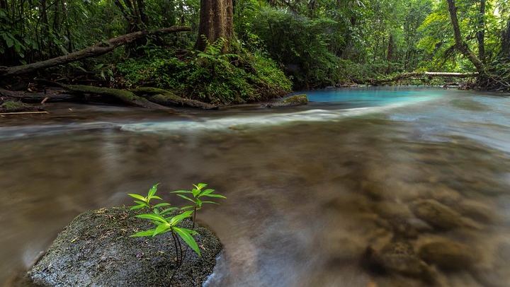 Tenorio Volcano National Park Hike to the Turquoise Rio Celeste Blue River (3/8)