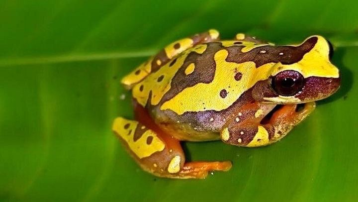 Private Bijagua Sloth Walk and Llanos del Cortez Tiered Waterfalls near Bagaces (3/12)