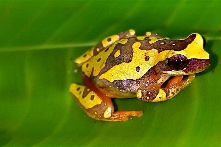 Private Bijagua Sloth Walk and Llanos del Cortez Tiered Waterfalls near Bagaces (3/12)