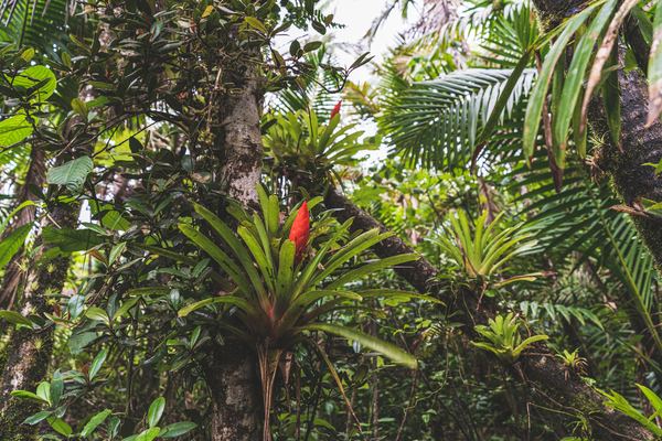 El Yunque Waterfall Tours