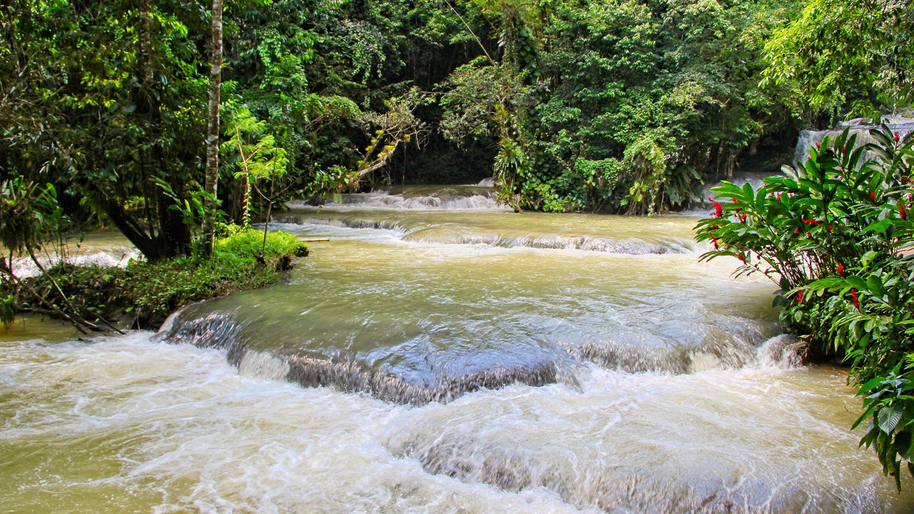 River water running over low rock steps between green trees and red ginger plants, Jamaica