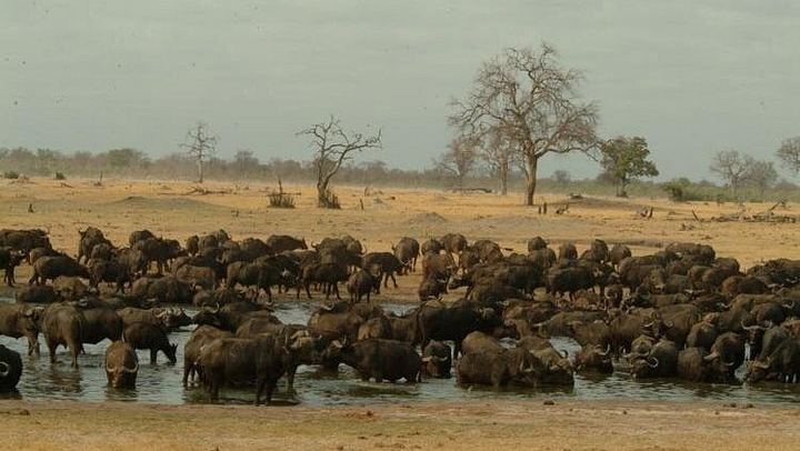 Victoria Falls Rainforest Walk and Hwange 5-Day Accommodated Safari (1/5)