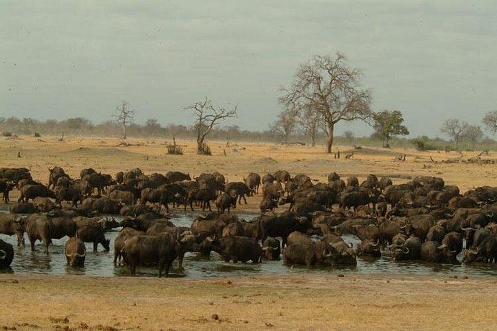 Victoria Falls Rainforest Walk and Hwange 5-Day Accommodated Safari (1/5)