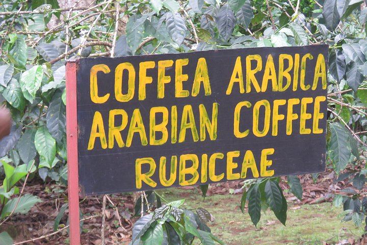 Marangu Ndoro Waterfall, Coffee Making and Chagga Culture Tour, Burigi Chato Safaris (11/12)