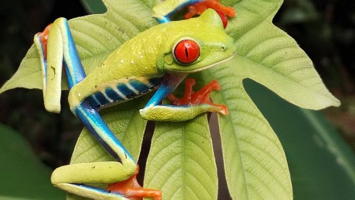 Rio Celeste 2.5-Hour Hike, River Swim and Private Wildlife Reserve Visit (4/6)