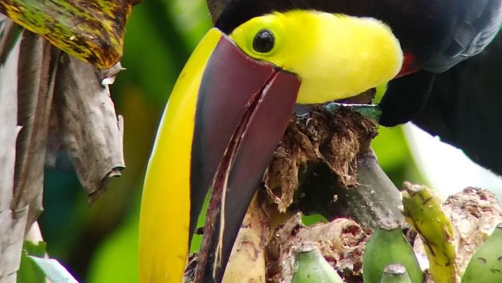 Rio Celeste 2.5-Hour Hike, River Swim and Private Wildlife Reserve Visit (1/6)