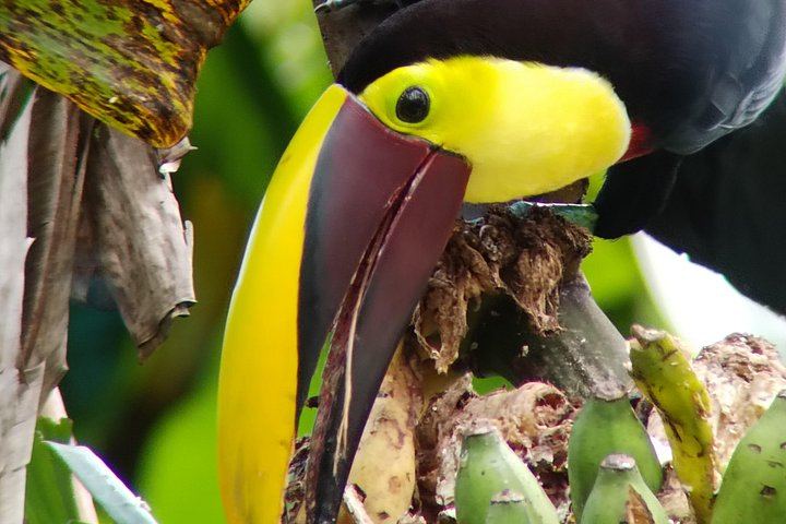 Rio Celeste 2.5-Hour Hike, River Swim and Private Wildlife Reserve Visit (1/6)