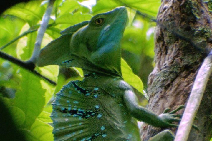 Rio Celeste 2.5-Hour Hike, River Swim and Private Wildlife Reserve Visit (6/6)
