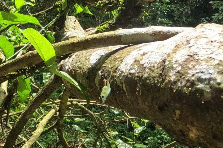 Chase Waterfalls: 180-Foot Hidden Waterfall Hike with Life Vests and Fruit Stop (9/12)