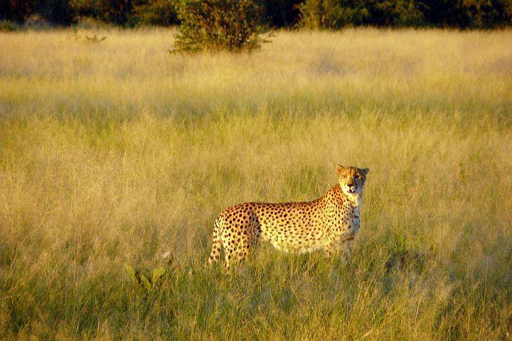 Victoria Falls and Chobe 5-Day Camping Safari With Boga Campsite Stay (5/5)