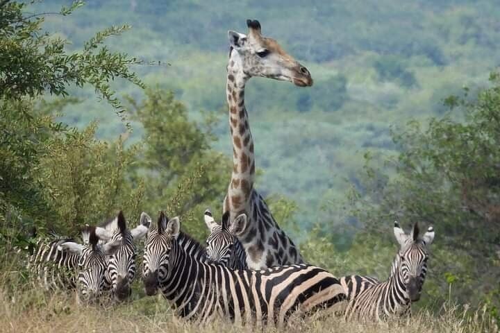 Victoria Falls and Chobe 3-Day Tour With Airport Transfers and Park Fees Included (9/12)