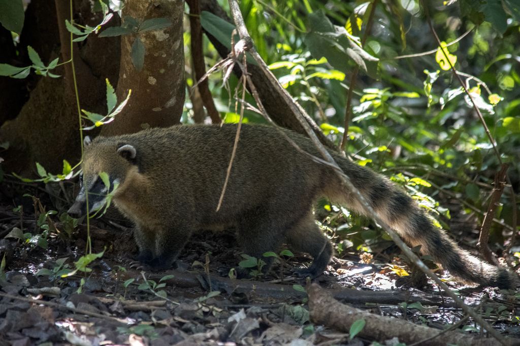 A ring-tailed coati walking through the forest floor in Iguazu National Park