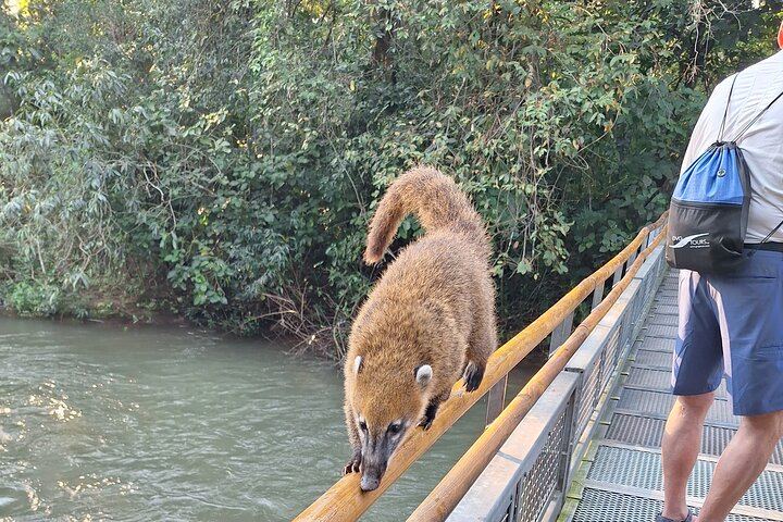 Private 2-Day Iguazu Falls Tour, Brazil Then Argentina, Jungle Train and Guide (8/10)