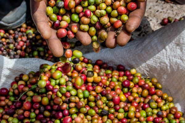 Materuni Waterfall & Coffee Tours