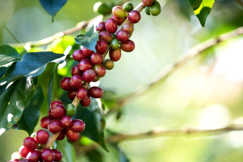 Red coffee cherries ripening on a branch among green leaves