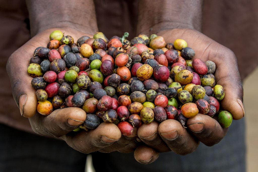 Cupped hands full of red, green and dark coffee cherries, East Africa