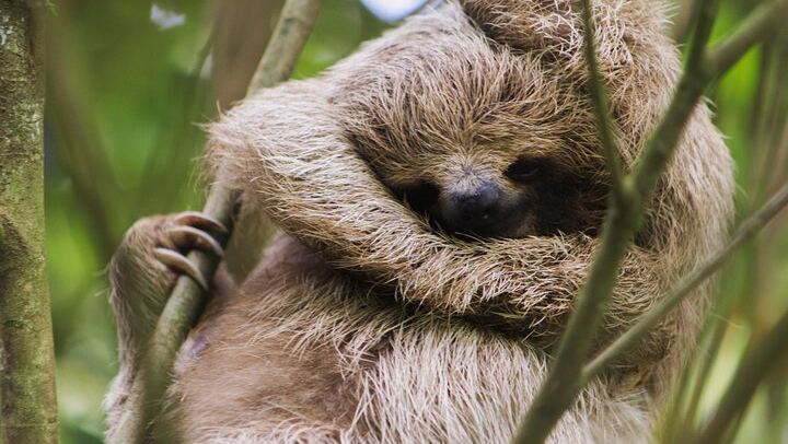 Private Spring Paradise Sloth Park, Coffee and Cacao Farm and Llanos de Cortez Waterfall (2/12)