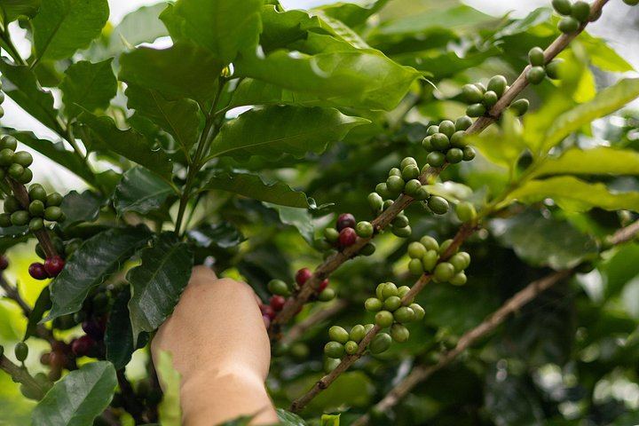 Private Spring Paradise Sloth Park, Coffee and Cacao Farm and Llanos de Cortez Waterfall (12/12)