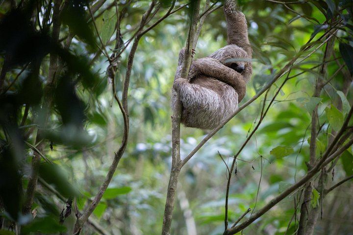 Private Spring Paradise Sloth Park, Coffee and Cacao Farm and Llanos de Cortez Waterfall (7/12)