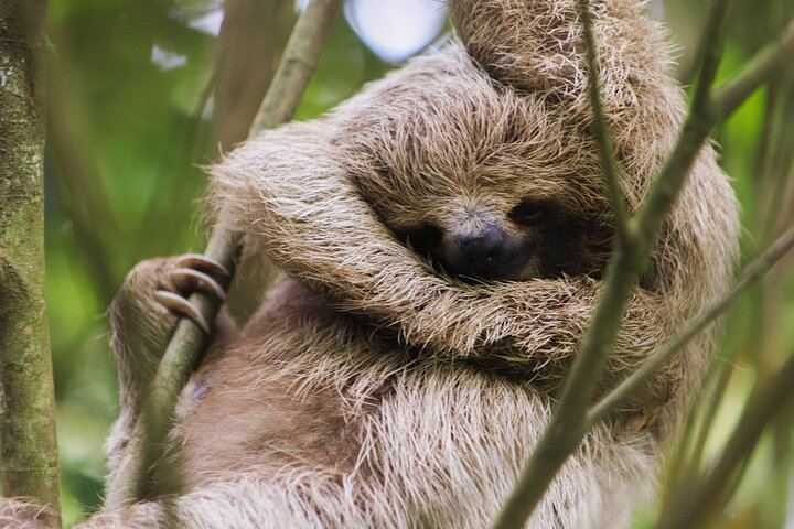 Private Spring Paradise Sloth Park, Coffee and Cacao Farm and Llanos de Cortez Waterfall (2/12)