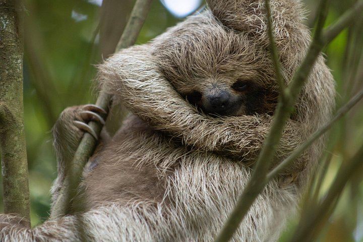 Private Spring Paradise Sloth Park, Coffee and Cacao Farm and Llanos de Cortez Waterfall (9/12)