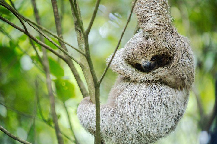Private Spring Paradise Sloth Park, Coffee and Cacao Farm and Llanos de Cortez Waterfall (11/12)