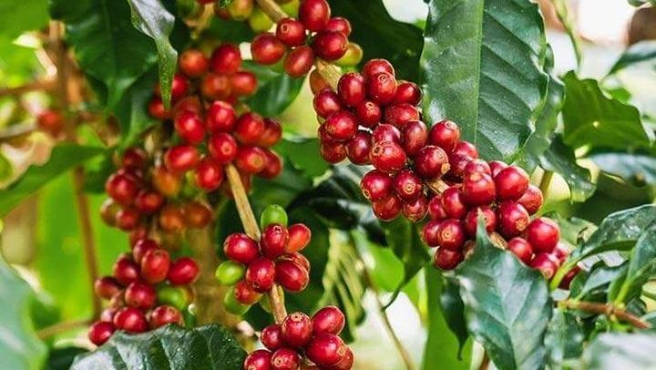 Materuni Waterfalls Swim and Chagga Coffee Half-Day Walk from Moshi Hotels (2/12)