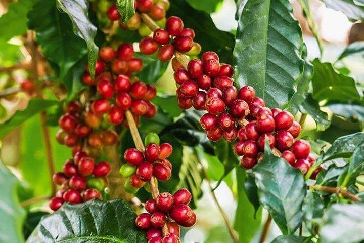 Materuni Waterfalls Swim and Chagga Coffee Half-Day Walk from Moshi Hotels (2/12)