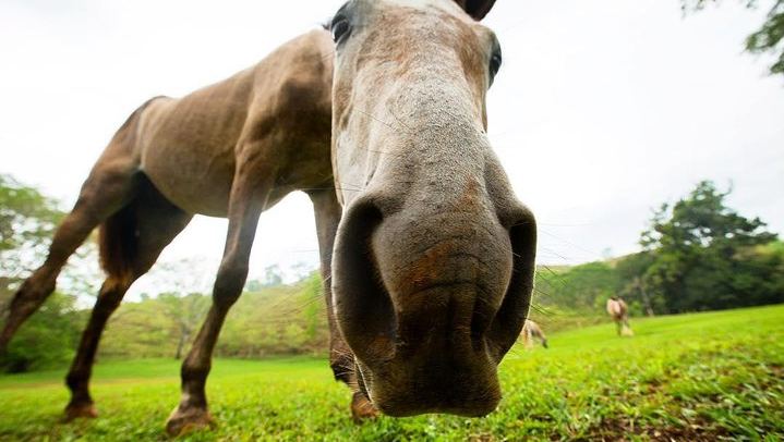 Horseback Ride to the 180-Foot El Encanto Waterfall at Ocean Ranch Park, Jaco (4/11)