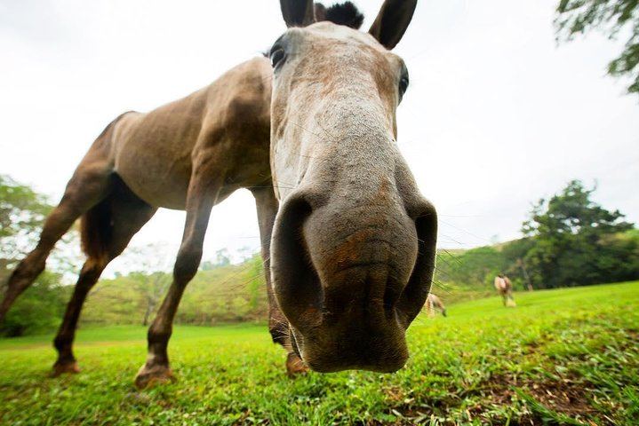 Horseback Ride to the 180-Foot El Encanto Waterfall at Ocean Ranch Park, Jaco (4/11)