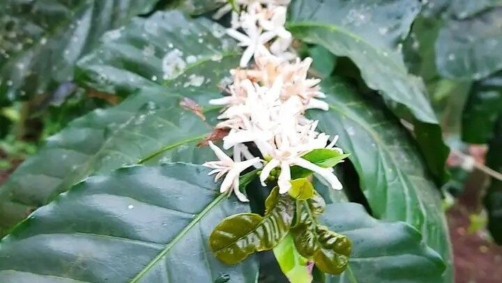 Tenorio-Miravalles Corridor Hike, Coffee and Chocolate Farm, Butterfly Lunch and Falls (3/12)