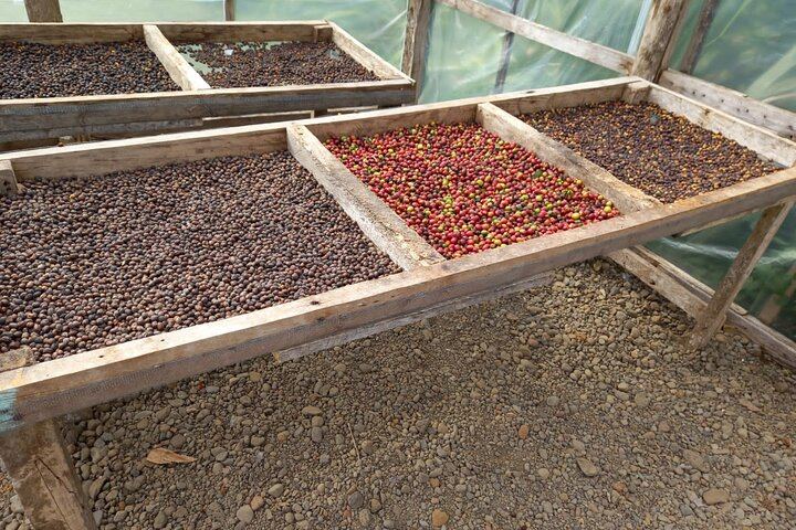 Tenorio-Miravalles Corridor Hike, Coffee and Chocolate Farm, Butterfly Lunch and Falls (1/12)
