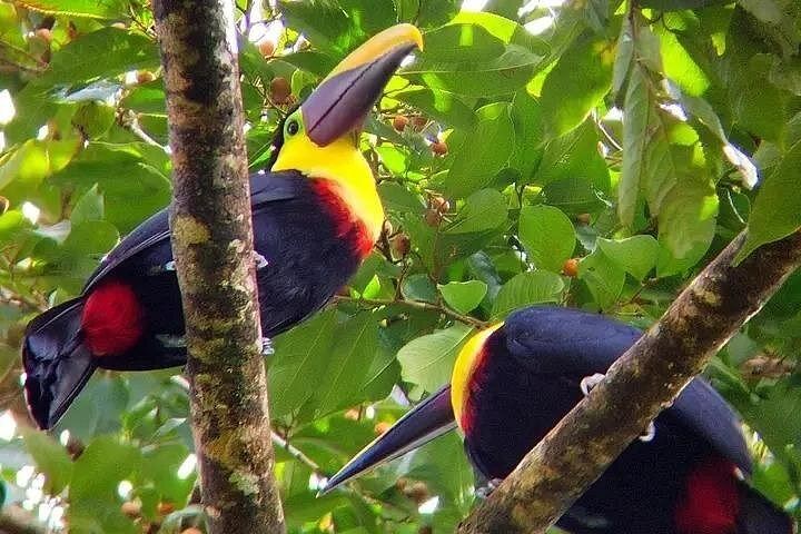 Tenorio-Miravalles Corridor Hike, Coffee and Chocolate Farm, Butterfly Lunch and Falls (12/12)