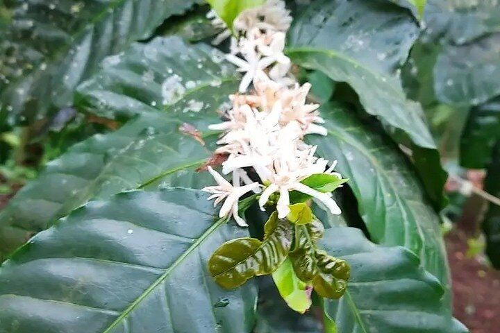Tenorio-Miravalles Corridor Hike, Coffee and Chocolate Farm, Butterfly Lunch and Falls (3/12)