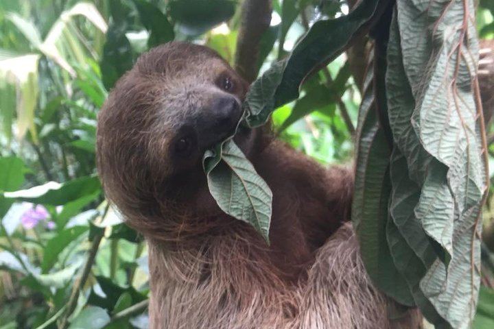 Sloth, Monkey and Dart Frog Day with Llanos de Cortés Hike, Tico Lunch and Guide (1/6)