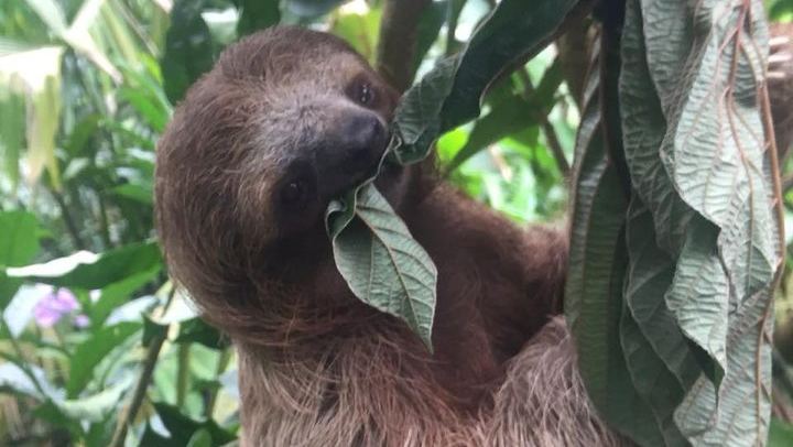 Sloth, Monkey and Dart Frog Day with Llanos de Cortés Hike, Tico Lunch and Guide (1/6)