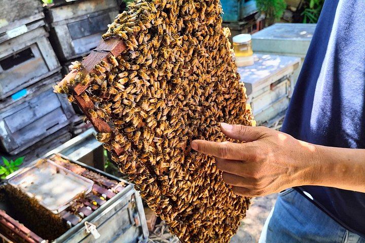Da Lat Waterfalls Tour for Six: Datanla, Pongour, Elephant Falls, Bee and Cricket Farms (9/12)