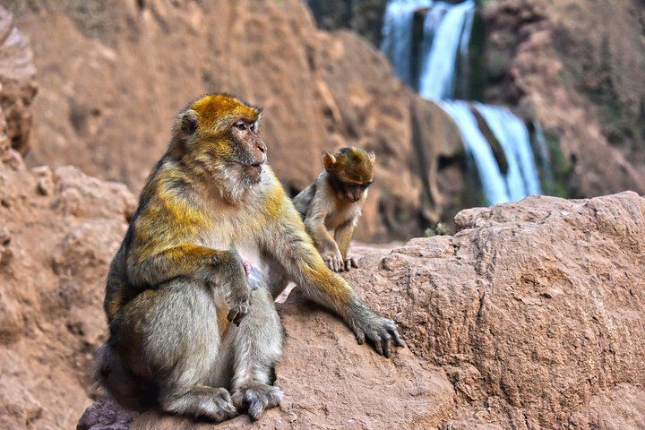 Ouzoud Waterfalls Shared Day Trip from Marrakech with Orientation Walk and Free Time (5/10)