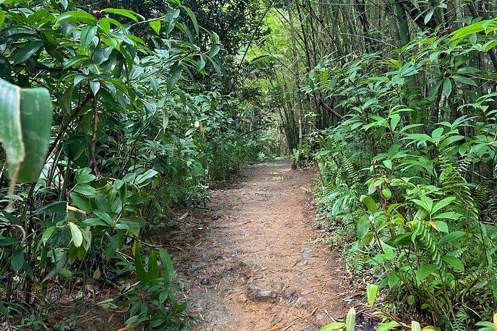 El Yunque River Pools, Rope Swings and Rock Slide with Fruit, Pickup and Luquillo Stop (7/10)