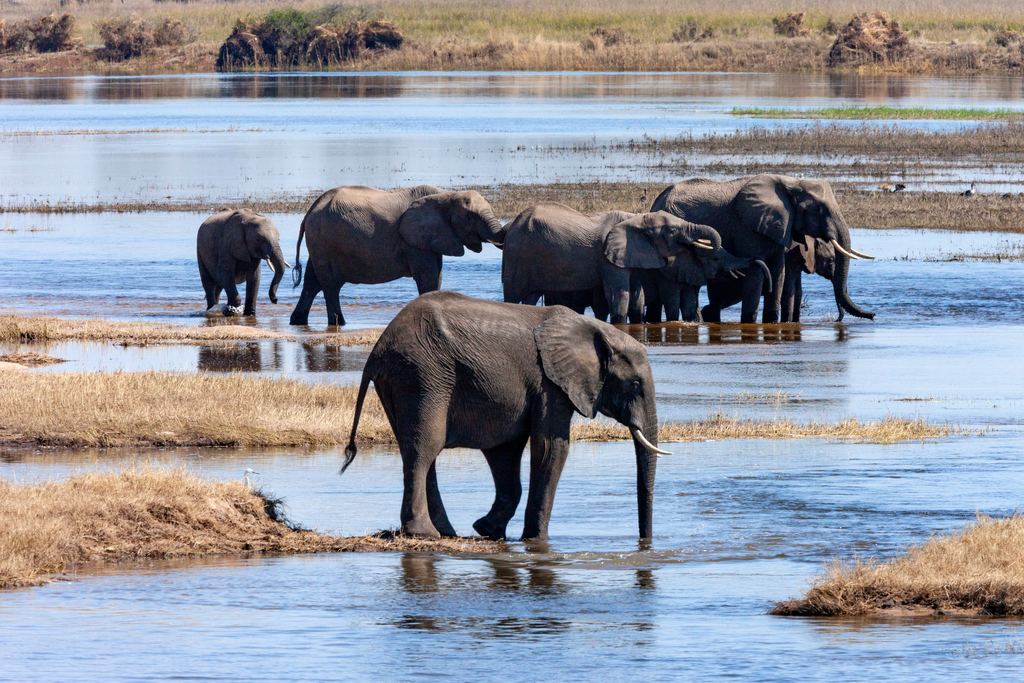 African elephants standing in a river channel in Chobe National Park, Botswana, with one adult in front