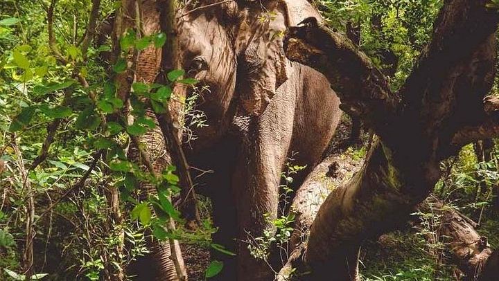 Private Day Trip from Bangkok: Erawan Falls, Rescued Elephants and Kwai Bridge (4/9)