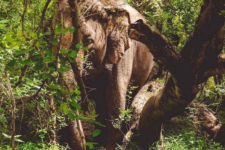 Private Day Trip from Bangkok: Erawan Falls, Rescued Elephants and Kwai Bridge (4/9)