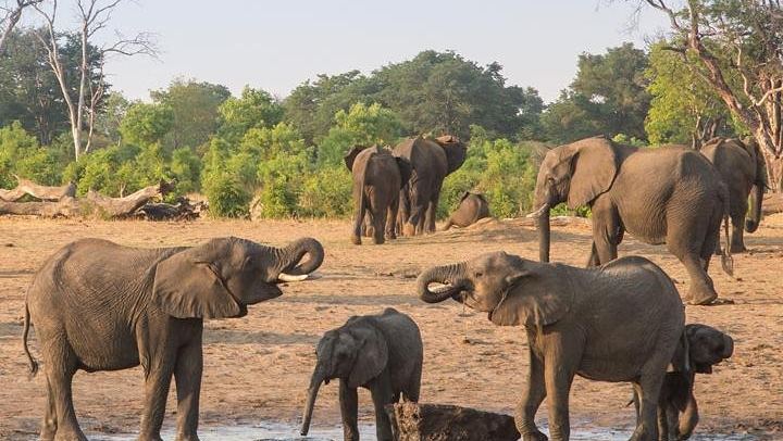 Victoria Falls Rainforest Walk and Hwange 5-Day Accommodated Safari (2/5)