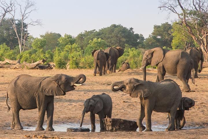 Victoria Falls Rainforest Walk and Hwange 5-Day Accommodated Safari (2/5)