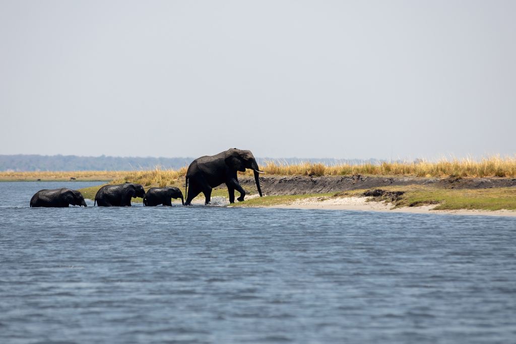 Elephant family walking out of the water onto a sandbank on the Chobe River in Botswana