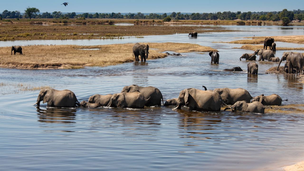 Herd of African elephants wading through a shallow channel of the Chobe River with the far bank behind